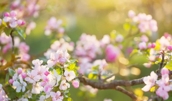 Ροζ Και Λευκά Άνθη Μήλου Στο Φως Του Ήλιου Εξωτερική — Φωτογραφία Αρχείου