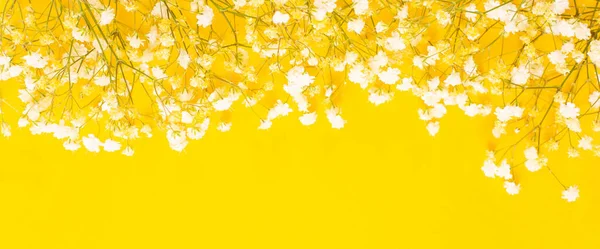 Witte Gypsophila Bloemen Gele Achtergrond — Stockfoto