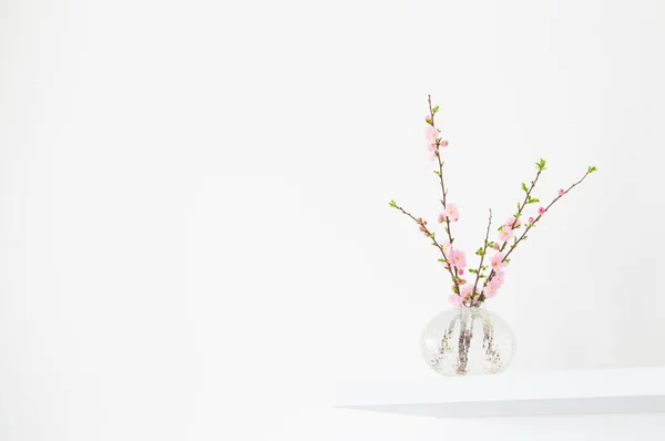 在白色背景的花瓶中盛开的杏树枝条 — 图库照片