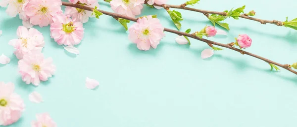 Větve Kvetoucích Mandlí Zeleném Pozadí — Stock fotografie