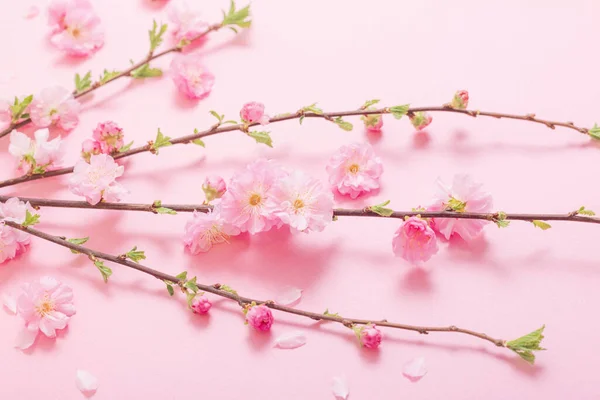 분홍빛 배경에 꽃피는 아몬드 가지들 — 스톡 사진