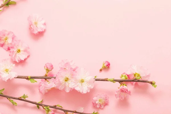 Gałęzie Kwitnących Migdałów Różowym Tle — Zdjęcie stockowe
