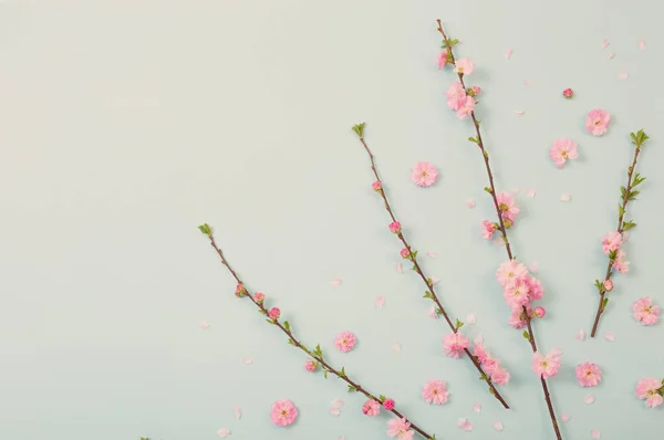 Гілки Квітучого Мигдалю Зеленому Фоні — стокове фото