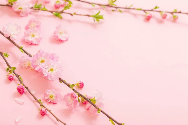 Takken Van Bloeiende Amandelen Roze Achtergrond — Stockfoto