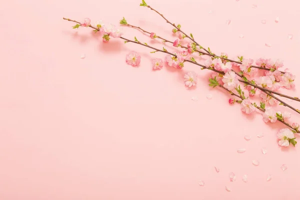 Virágzó Mandula Ágak Rózsaszín Alapon — Stock Fotó