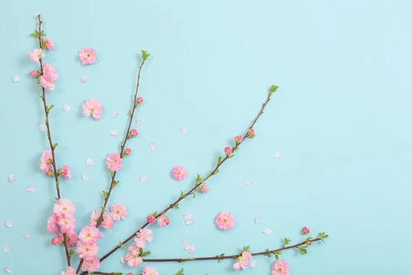 Gałęzie Kwitnących Migdałów Niebieskim Tle — Zdjęcie stockowe
