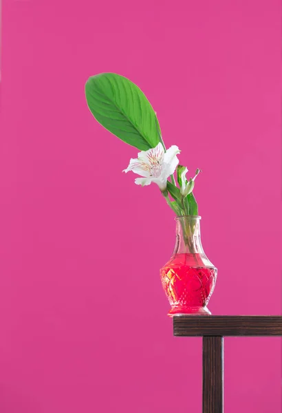 White Flower Glass Vase Pink Background — Stock Photo, Image
