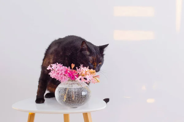 Rolig Svart Katt Med Rosa Blommor Vas Litet Bord Vit — Stockfoto