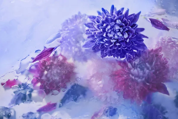 background of blue, pink and purple chrysanthemum in raindrops