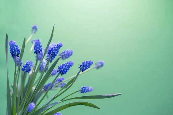 Jarní Modré Květy Zeleném Pozadí — Stock fotografie