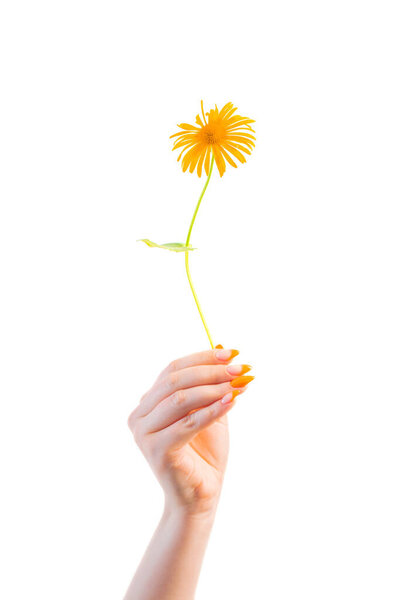 female hand with manicure with flower isolated on white background