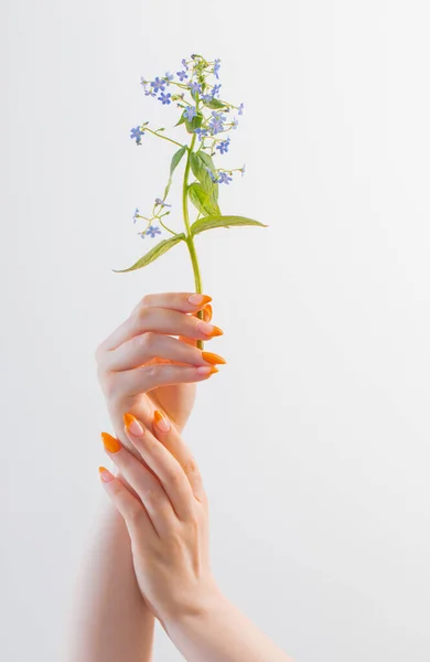 stock image female hand with manicure with flower on white background