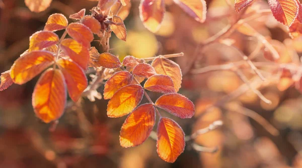 Folhas Outono Rosa Quadris Cristais Geada Manhã Ensolarada — Fotografia de Stock