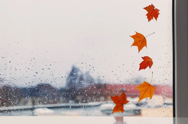 Jesienne Liście Deszczowej Szybie Okiennej — Zdjęcie stockowe