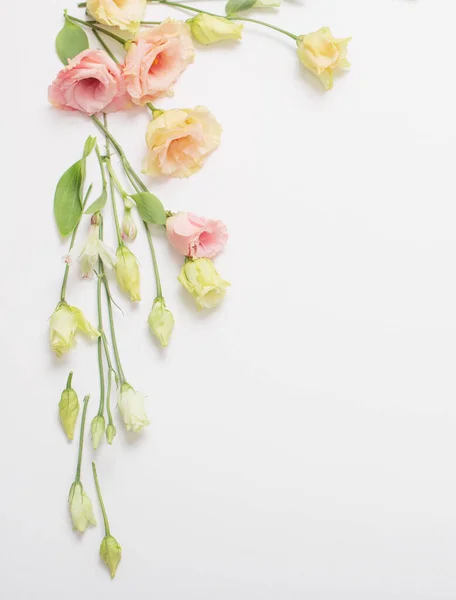 Jaro Krásné Květiny Bílém Pozadí — Stock fotografie