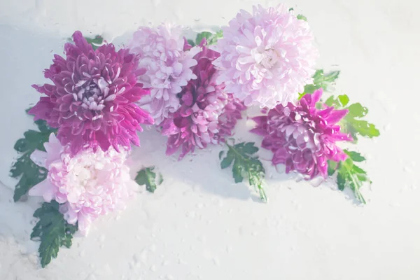 白色背景雨滴中的粉红色和紫色菊花 — 图库照片