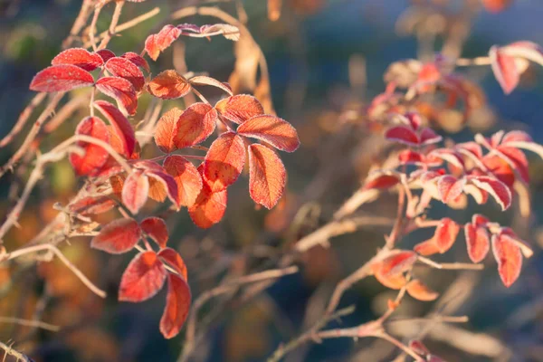Осіннє Листя Рожеві Стегна Морозних Кристалах Сонячний Ранок — стокове фото