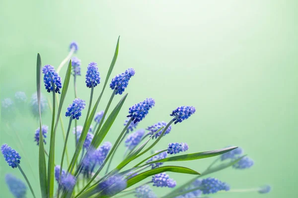 Primavera Flores Azuis Fundo Verde — Fotografia de Stock