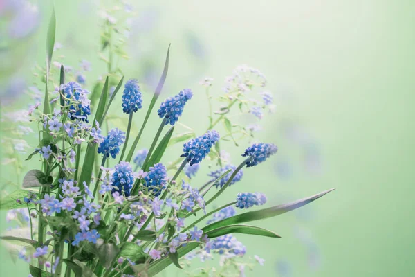 Primavera Flores Azules Sobre Fondo Verde —  Fotos de Stock