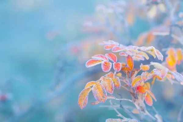 Höstlöv Och Rosenhöfter Frostkristaller Solig Morgon — Stockfoto