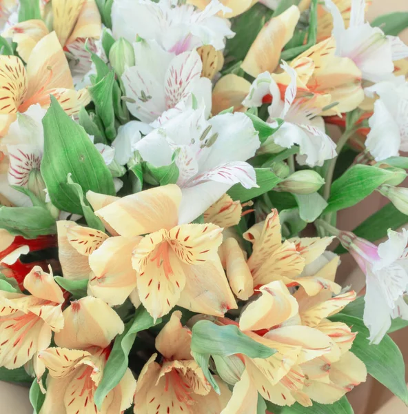 Boeket Van Witte Gele Alstroemerias Close — Stockfoto