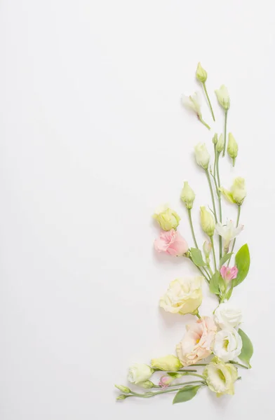 Lente Mooie Bloemen Witte Achtergrond — Stockfoto