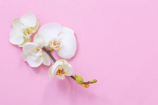 White Orchid Flowers Pink Ackground — Stock Photo, Image