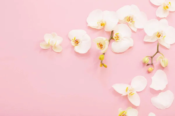 Білі Квіти Орхідей Рожевому Акваріумі — стокове фото