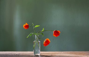 Kırmızı haşhaş yeşil arka planda cam şişede