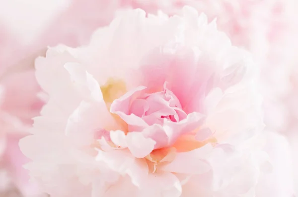Mooie Delicate Roze Peonyes Clouse Omhoog — Stockfoto
