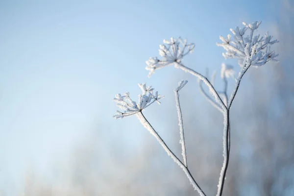Winter Background Plants Hoarfrost Sunlight Clouse — Stock Fotó