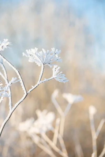 Kış Arkaplanı Güneş Işığındaki Buzullarda Bitkilerle Donuyor — Stok fotoğraf