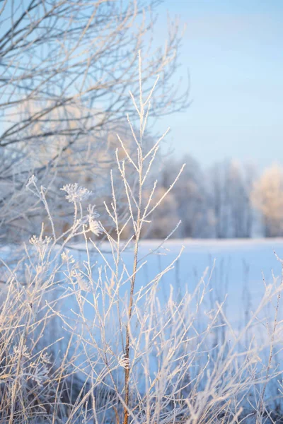 Όμορφο Ηλιόλουστο Τοπίο Χειμώνα Hoarfrost — Φωτογραφία Αρχείου