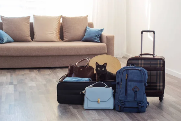 suitcases packed for travel and pet cat, travel pet problem