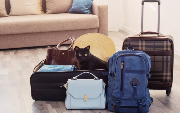 suitcases packed for travel and pet cat, travel pet problem