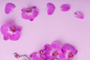 güzel orkide çiçekler