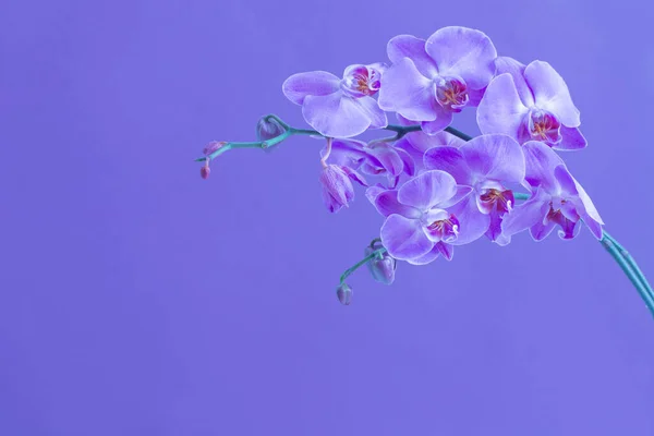 Bei Fiori Orchidea — Foto Stock