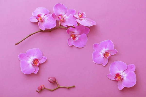 Les Belles Fleurs Orchidée Sur Fond Rose — Photo