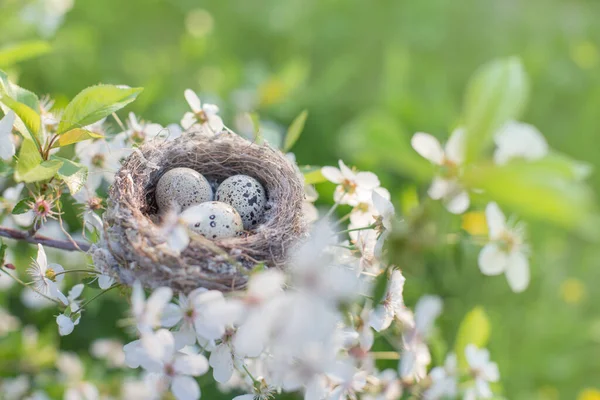 屋外の巣の中の卵 — ストック写真