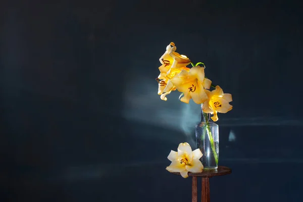 Желтая Лилия Темно Синем Фоне — стоковое фото