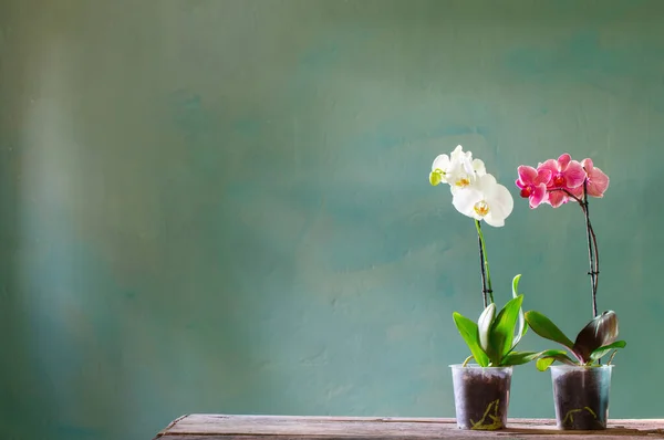 Orchidee Bloemen Pot Oude Houten Tafel — Stockfoto