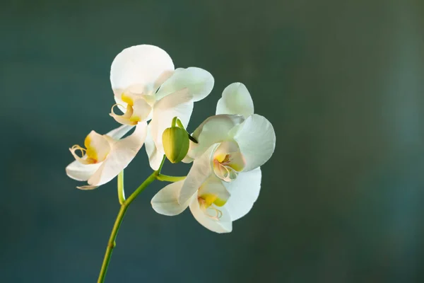 Bellissimi Fiori Bianchi Orchidea Sfondo Verde — Foto Stock