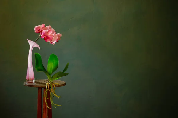 Pink Orchid Vintage Wooden Shelf Raindrops Dark Background — Stock Photo, Image