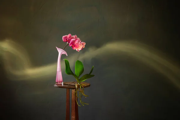 ピンクの蘭の古木の棚に雨が降る暗い背景 — ストック写真
