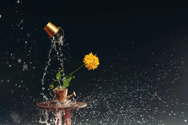 Žlutý Květ Zlatém Zalévání Plechovka Kapkách Vody Tmavém Pozadí — Stock fotografie