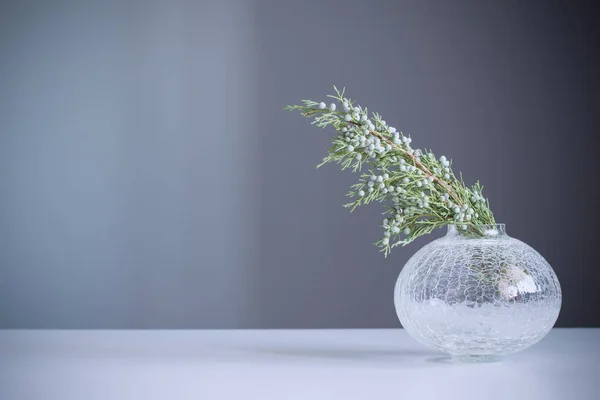 juniper branches in glass vase on gray background