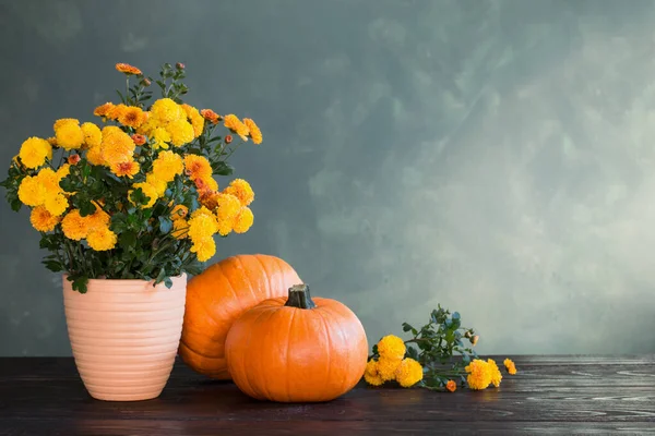 Autumn Chrysanthemums Pumpkins Green Background — Stock Photo, Image