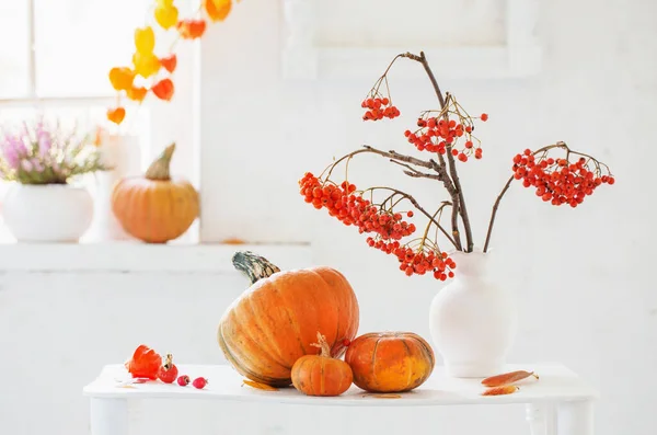 Autumn Natural Decor Pumpkins Rowan Berries White Background — Stock Photo, Image