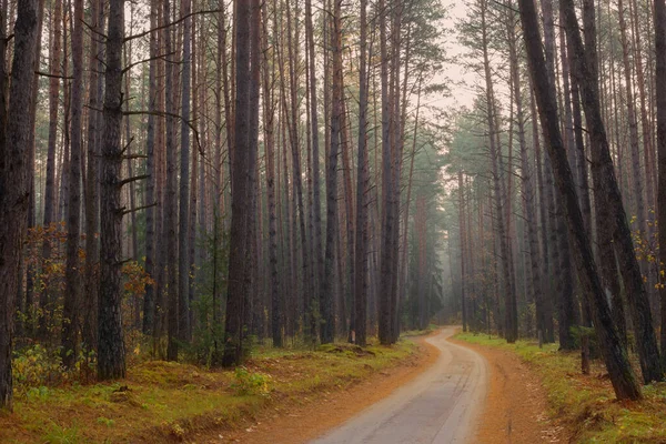 Sisli Mistik Sonbahar Ormanı — Stok fotoğraf