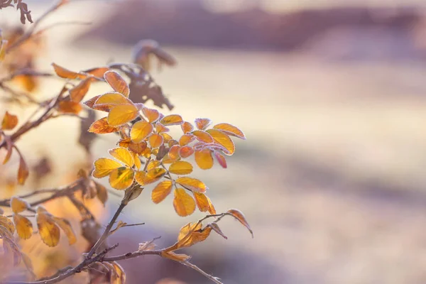 在阳光明媚的早晨 在霜冻晶体中的秋天叶子和玫瑰臀 — 图库照片
